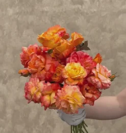 Heirloom Roses Tropical Sunset Clearance
