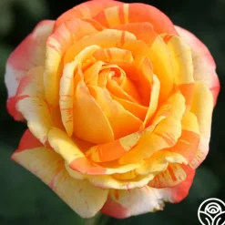 Heirloom Roses Tropical Sunset Clearance