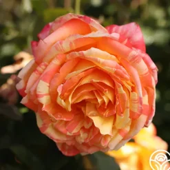 Heirloom Roses Tropical Sunset Clearance
