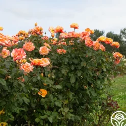 Heirloom Roses Tropical Sunset Clearance