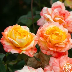 Heirloom Roses Tropical Sunset Clearance