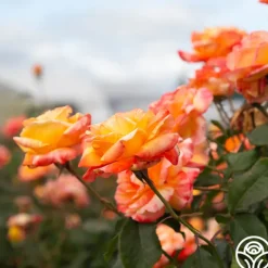 Heirloom Roses Tropical Sunset Clearance