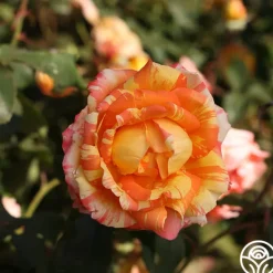 Heirloom Roses Tropical Sunset Clearance
