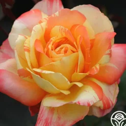 Heirloom Roses Tropical Sunset Clearance