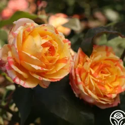 Heirloom Roses Tropical Sunset Clearance