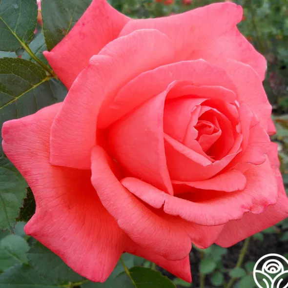 Heirloom Roses Tropicana New