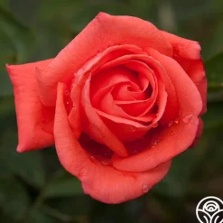 Heirloom Roses Tropicana New