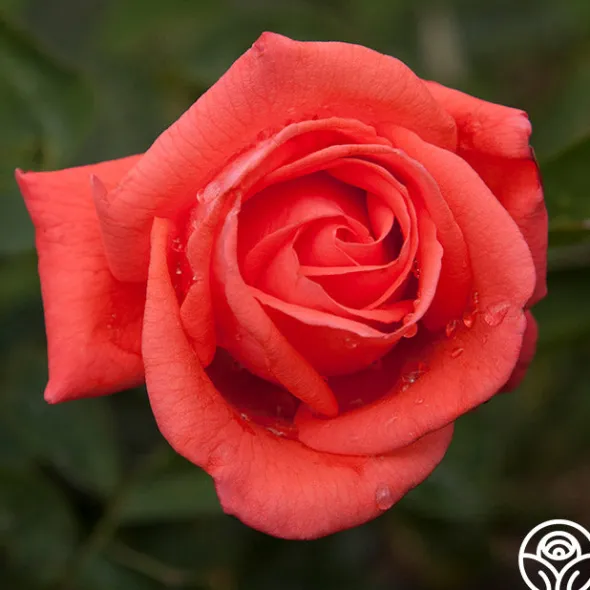 Heirloom Roses Tropicana New