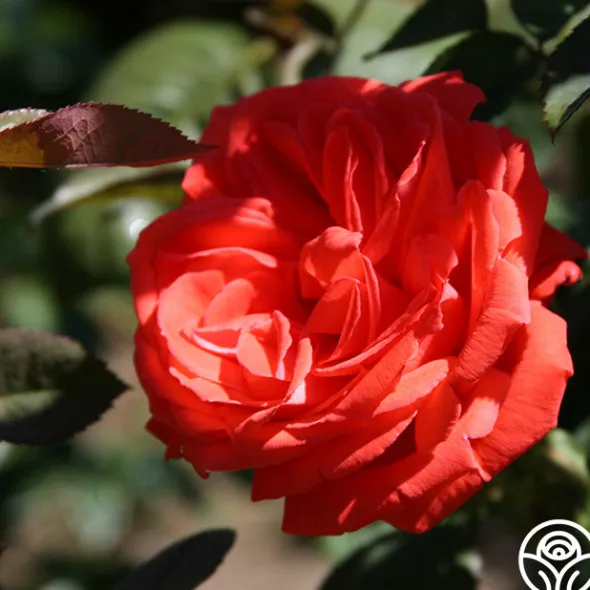 Heirloom Roses Tropicana New