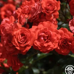 Heirloom Roses Trumpeter Online