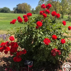 Heirloom Roses Trumpeter Online