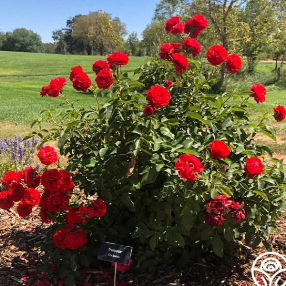 Heirloom Roses Trumpeter Online