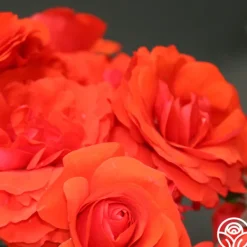 Heirloom Roses Trumpeter Online