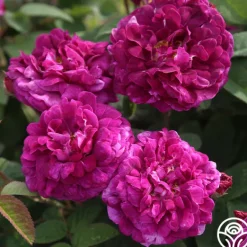 Heirloom Roses Tuscany Superb Sale