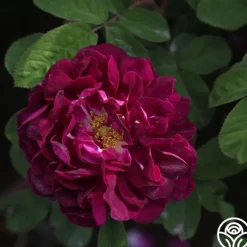 Heirloom Roses Tuscany Superb Sale