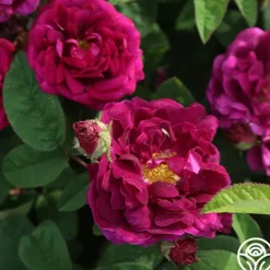Heirloom Roses Tuscany Superb Sale