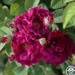 Heirloom Roses Tuscany Superb Sale