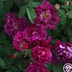Heirloom Roses Tuscany Superb Sale