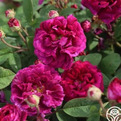 Heirloom Roses Tuscany Superb Sale