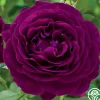 Heirloom Roses Twilight Zone Best