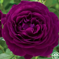Heirloom Roses Twilight Zone Best