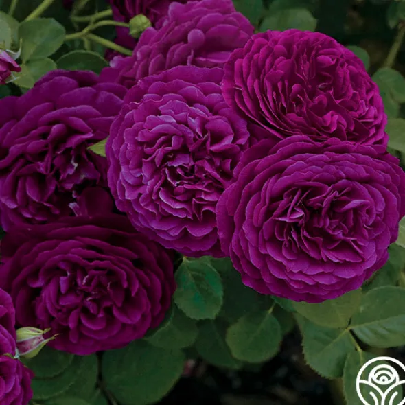 Heirloom Roses Twilight Zone Best