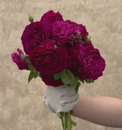 Heirloom Roses Twilight Zone Best