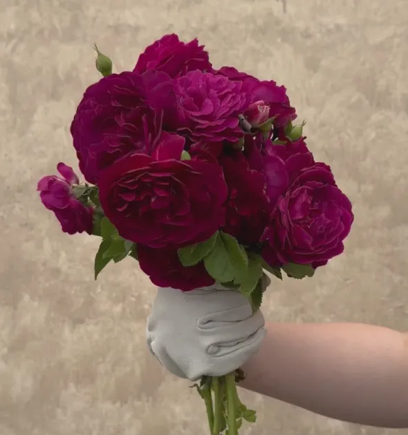 Heirloom Roses Twilight Zone Best