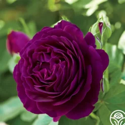 Heirloom Roses Twilight Zone Best