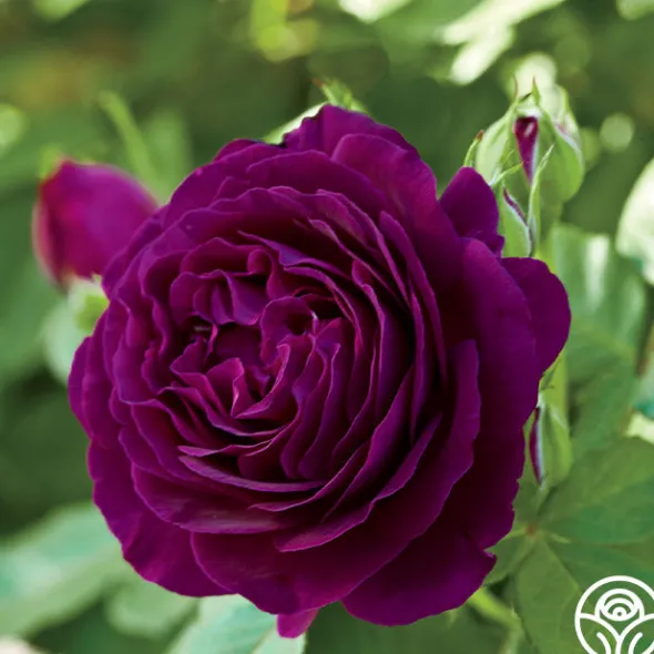 Heirloom Roses Twilight Zone Best