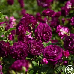 Heirloom Roses Twilight Zone Best