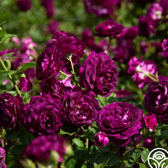 Heirloom Roses Twilight Zone Best