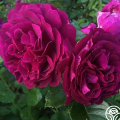 Heirloom Roses Twilight Zone Best