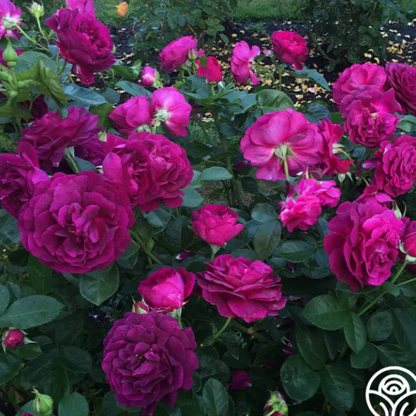 Heirloom Roses Twilight Zone Best