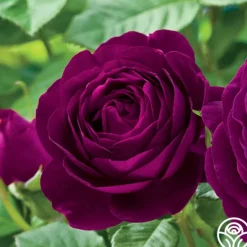 Heirloom Roses Twilight Zone Best