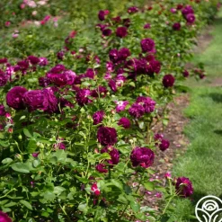 Heirloom Roses Twilight Zone Best