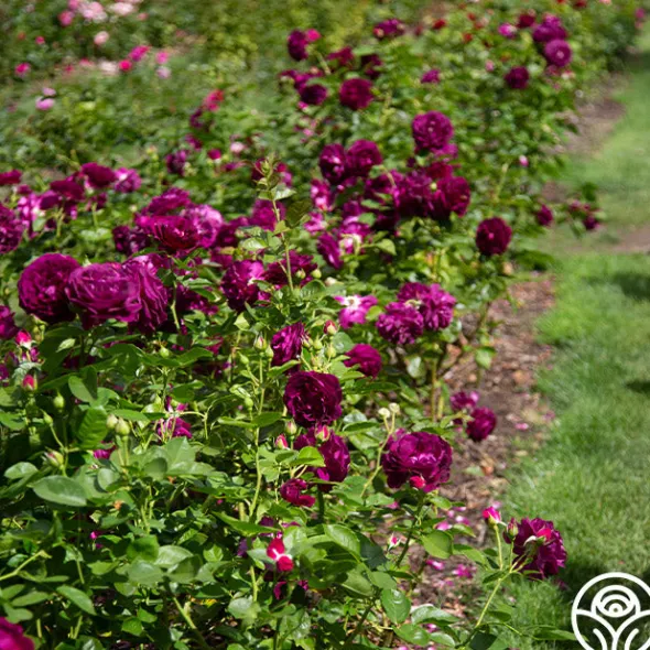 Heirloom Roses Twilight Zone Best