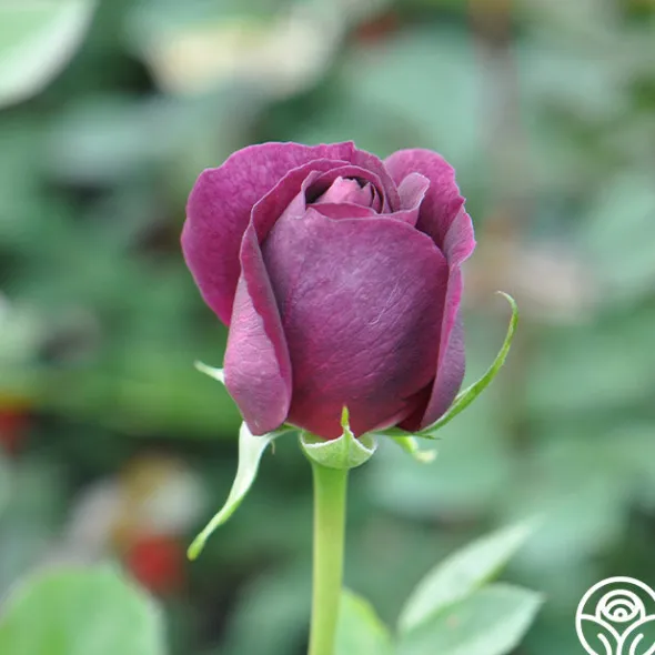 Heirloom Roses Twilight Zone Best