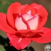 Heirloom Roses Typhoo Tea Hot