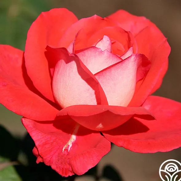Heirloom Roses Typhoo Tea Hot