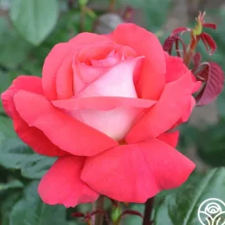 Heirloom Roses Typhoo Tea Hot