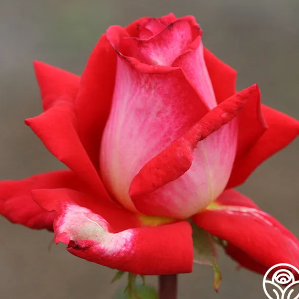 Heirloom Roses Typhoo Tea Hot