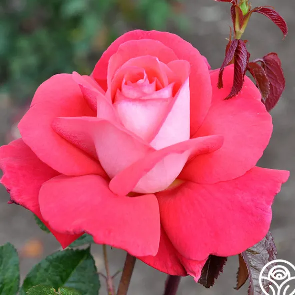Heirloom Roses Typhoo Tea Hot