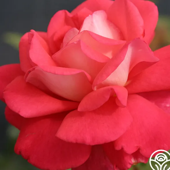 Heirloom Roses Typhoo Tea Hot