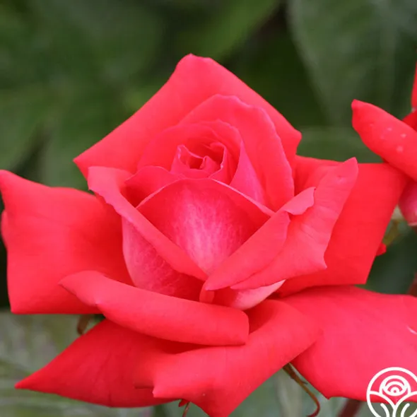 Heirloom Roses Typhoo Tea Hot