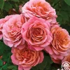 Heirloom Roses Uptown Girl™ Outlet