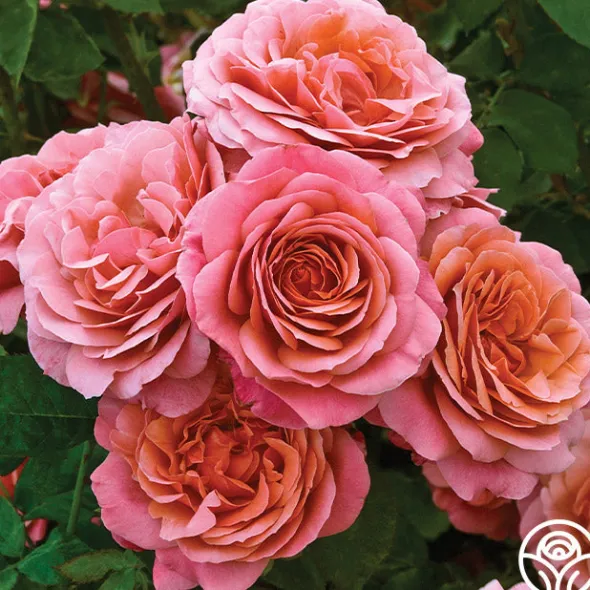 Heirloom Roses Uptown Girl™ Outlet