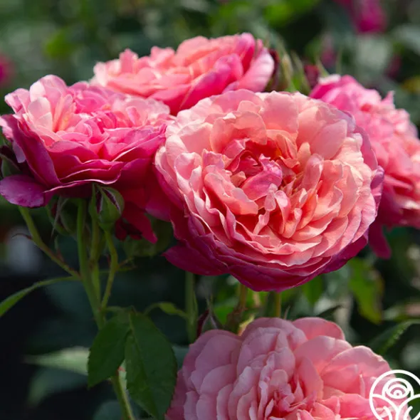 Heirloom Roses Uptown Girl™ Outlet