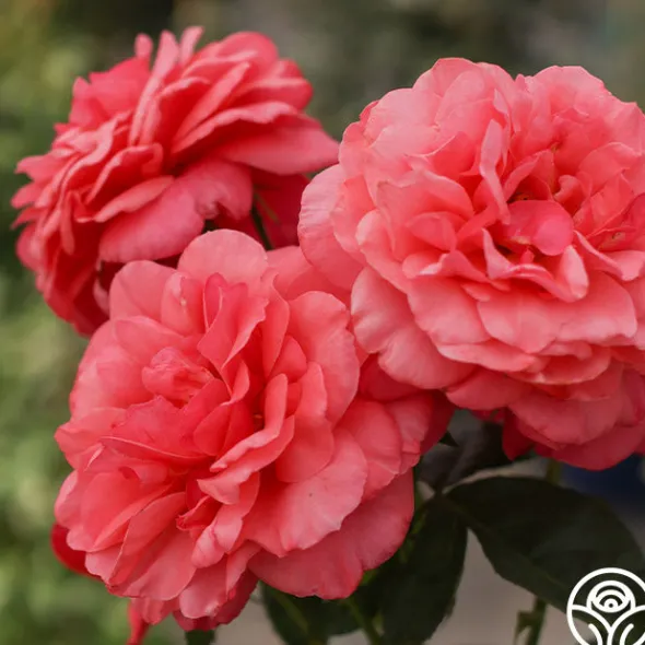 Heirloom Roses Uptown Girl™ Outlet