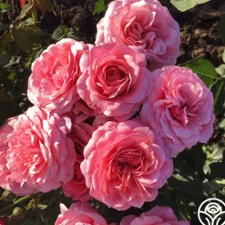 Heirloom Roses Uptown Girl™ Outlet